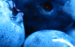 Blueberry Group! (blueberry16)