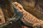 The beardie group