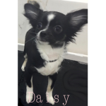 Daisy Cult