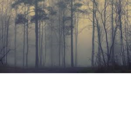 The Lost Forest.