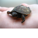 Turtle familly love forever