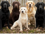 🐾Labrador Retriever fans🐾