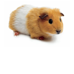 HamsterDevHead