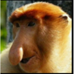 derp il supremo che ti impremo ihiih