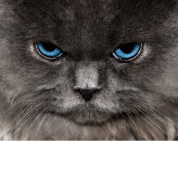 escape the angery cat