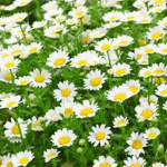 Darling Daises