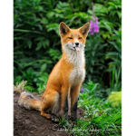 Wild Fox Cafe!