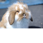 Rabbit time