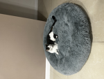 my cat oreos club love my cat so much
