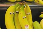 marine bananas