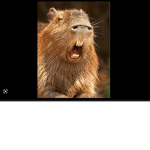 Ur moms capybara slay