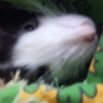 Sashimi Rat Squad