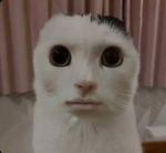 PENGUINSandDUCKS