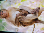 monkey United and Guerilla