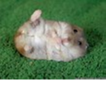 hamster group:)