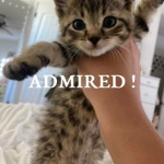 ADMIRED !