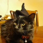 REY GATO 2021 XD
