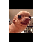 SuperModeldogLol