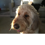 Lucy girl army