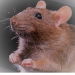 RATS ONLYYYY!!!!!!!!!