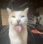 The International Union of Silly Cats