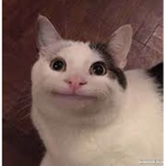 PP DoGge