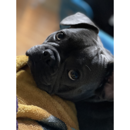 French bulldogs