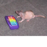 Vibe Group With This Rat