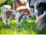Horse world Friends