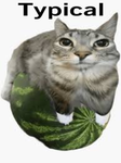 Typicall games