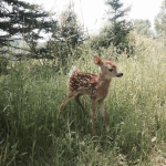 Sweet Fawn Co