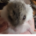 Hamster Supremacy