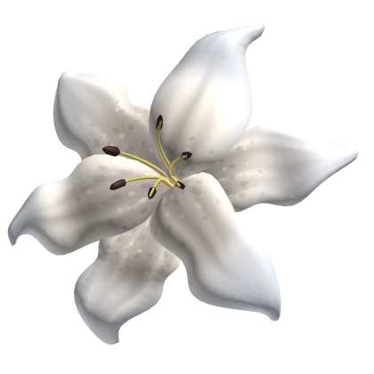 ♡ Gorgeous White Lily Flower