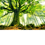 “Tree”