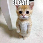 El Gato‘s group