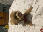 Kids that love their dogs
