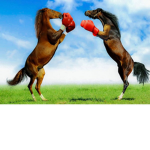 FIGHT HORSE