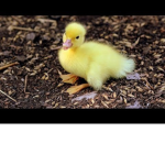 The Cool Duckys