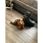 - Dog fan club -