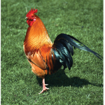 CHICKEN ARMY IS THE BEST!!!