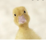 Dijd