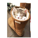 KittensForever Squad