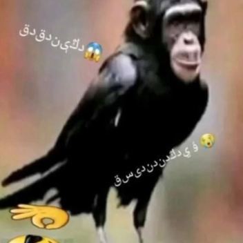 NEW GAME IN DESCRIPTION