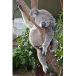 OFFICIAL KOALA CLUB/SLEEPING