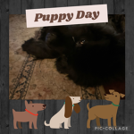 The Newfie squad!