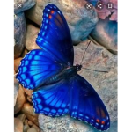 BLUE MORPHO BUTTERFLY SQUAD