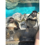 The Penguin Pal Pack