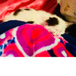 GATOS/CATS ARE CUTE