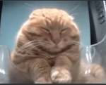 FOOLISH CATS