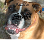 Roscoe's© Staff
